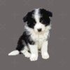 flat750x075f pad750x1000f8f8f8 4 - Border Collie Merch